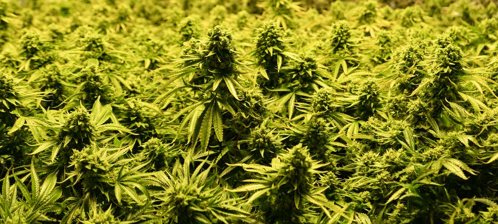 一面に育つ大麻草の群落を間近から捉えた一枚